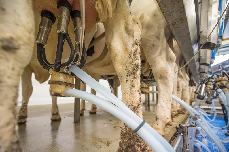 Risultati del monitoraggio del latte per la ricerca di antibiotici. 14 aprile 2021 – Conferenza stampa online
