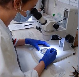 Reparto di Virologia: attivo il Laboratorio di Entomologia Sanitaria