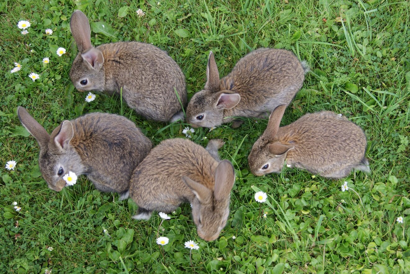 Linee guida nazionali per la protezione dei conigli allevati per la produzione di carne
