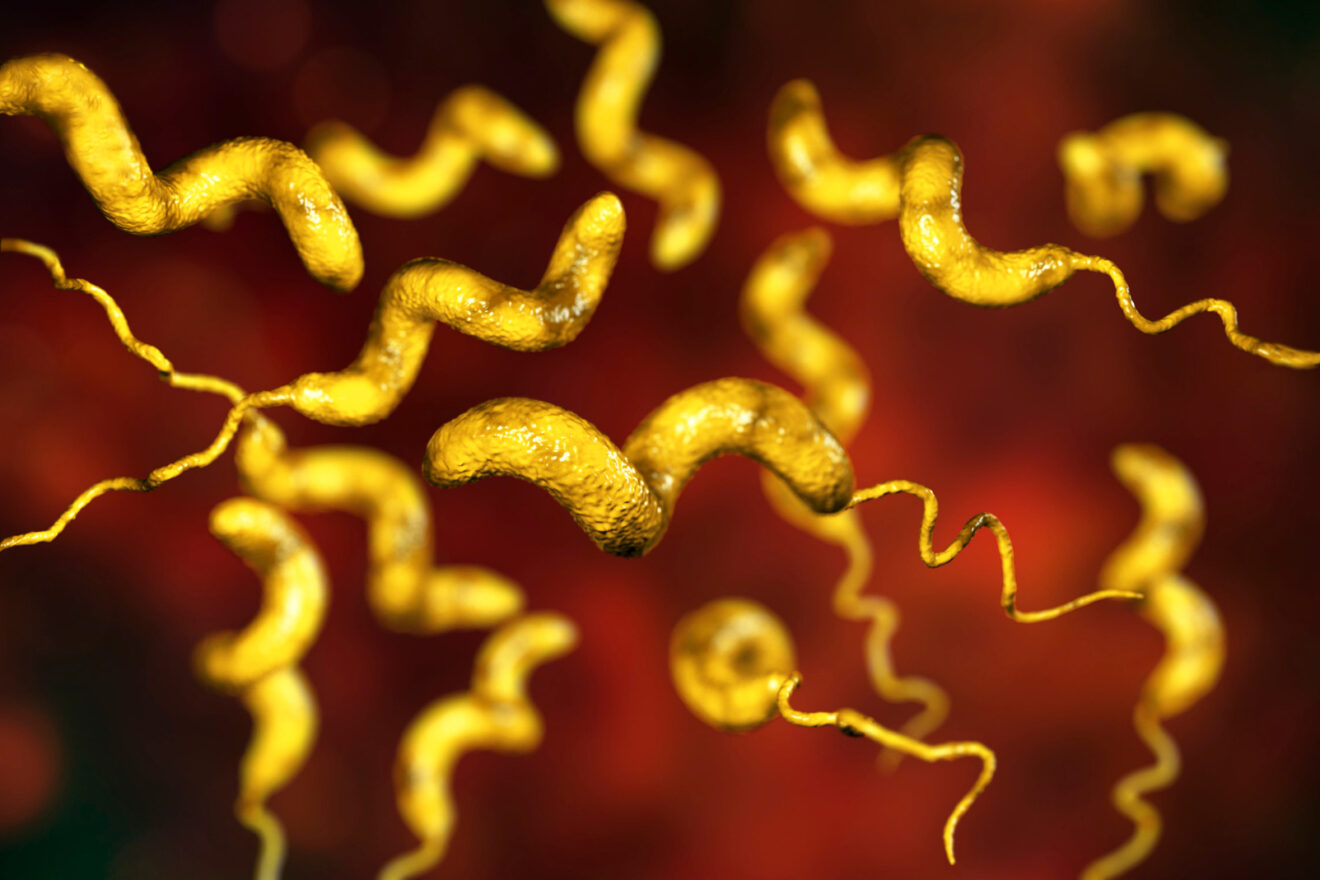 La resistenza agli antibiotici continua ad essere elevata per Salmonella e Campylobacter