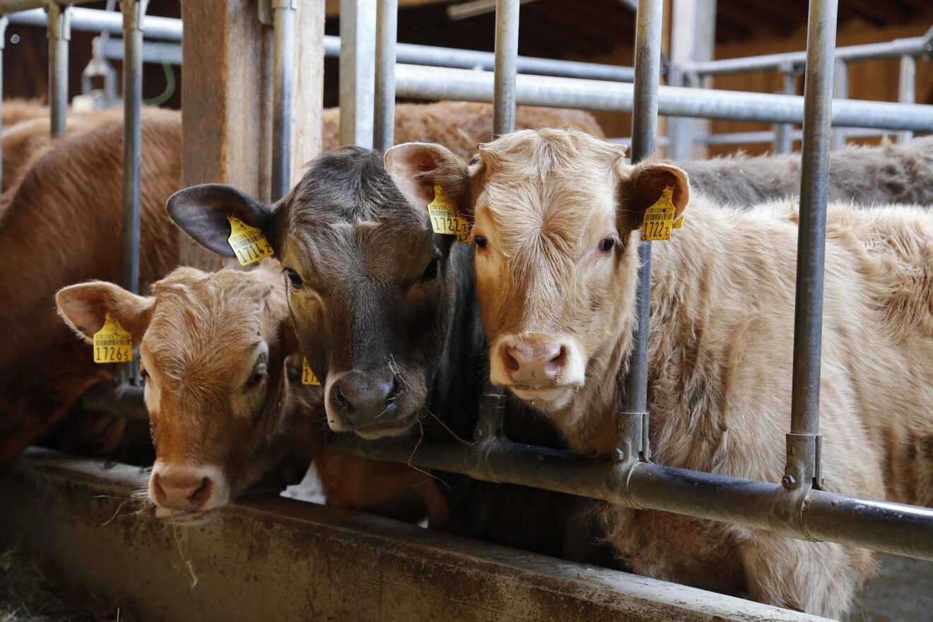 Novità da Classyfarm: Nuove checklist per la capra da latte e un nuovo corso per l’applicazione della checklist autocontrollo nel bovino da carne