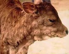 Comparsa della Lumpy Skin disease (LSD) nel territorio italiano
